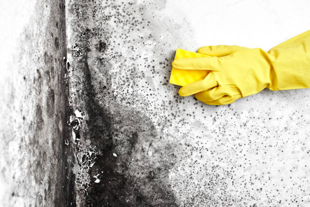 Best Residential Mold Remediation in Ddleville, MI