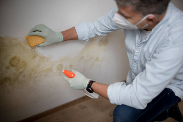 Reliable Middleville, MI Mold Remediation Solutions