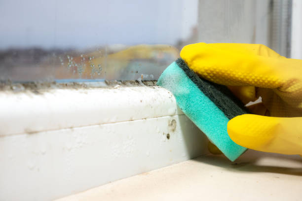 Best Preventive Mold Services in Ddleville, MI