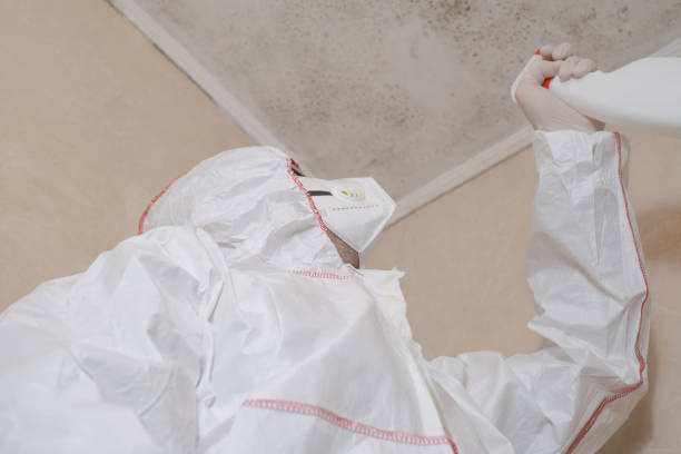 Best White Mold Remediation in Ddleville, MI