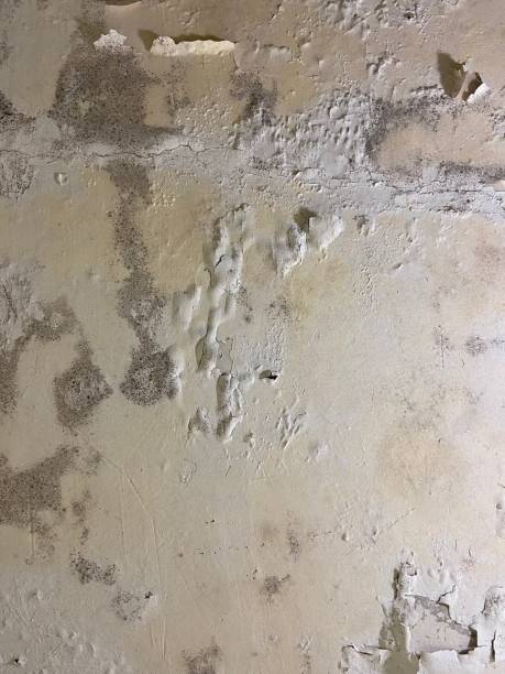 Best Insurance-Related Mold Remediation in Ddleville, MI