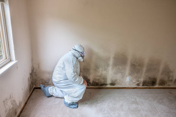 Best White Mold Remediation in Ddleville, MI
