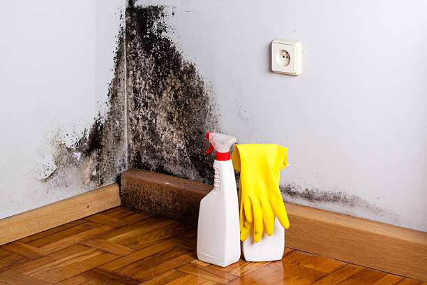 Trusted Middleville, MI Mold Remediation Experts