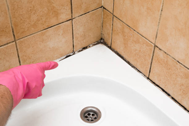 Best Black Mold Remediation in Ddleville, MI