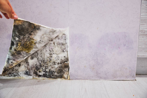 Best Health and Safety Mold Remediation in Ddleville, MI